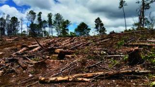 Pakar Lingkungan Sayangkan Laporan Tiga Desa Seperti Diabaikan, Warga Ketakutan Akan Bencana Longsor Karena Hutan Pinus Ditebang Tanpa Izin